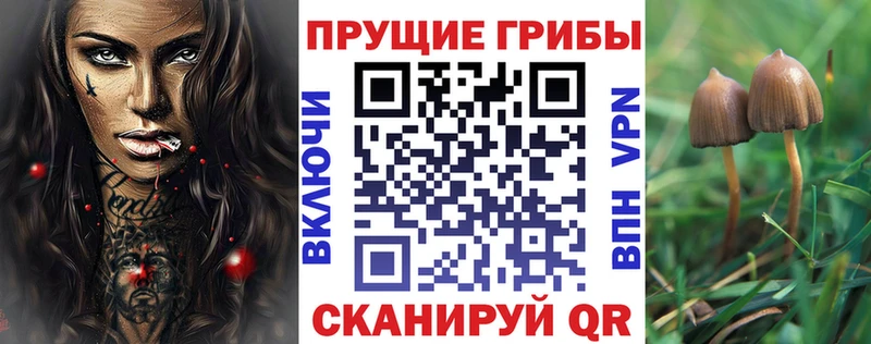 наркота Печоры Псилоцибиновые грибы Psilocybe